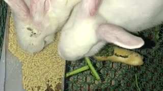White rabbits eating food