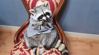 Raccoon wears a children's suit and sits in a nice chair and eats meat.