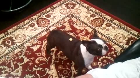 Boston Terrier Tries to Get Honey Comb Cereal