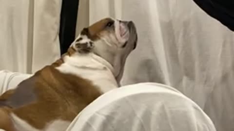 Dog Hilarious Reaction to Owner Kissing Him on the Head