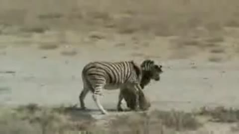 Zebra vs Lion