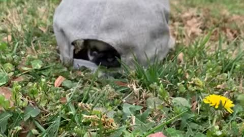 Dog in hat