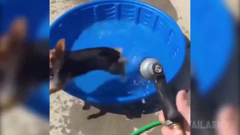 Funny Animals - Funny Dog Video Compilation 2021 Dog Fail 2021@4_HD