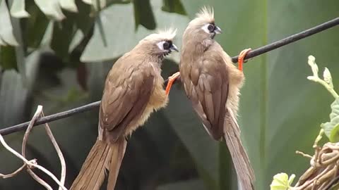 So Beautiful birds