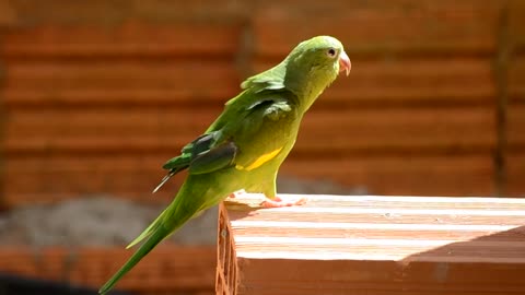 Male beautiful parrot