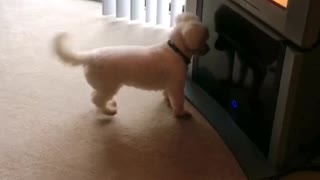 Dog sees his reflection in the TV, pees on it