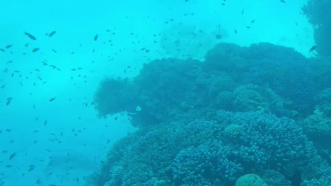 Diving in Ras Mohamed, Sharm el sheikh