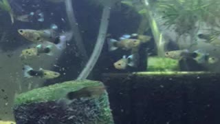 More juvenile guppies!