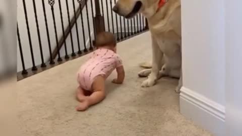 Who knew that dogs and babies could be bestfriends forever