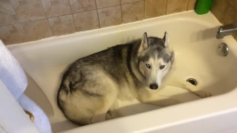 Stubborn Husky throws hilarious temper tantrum in the bath