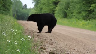 Florida Black Bear - No Fear