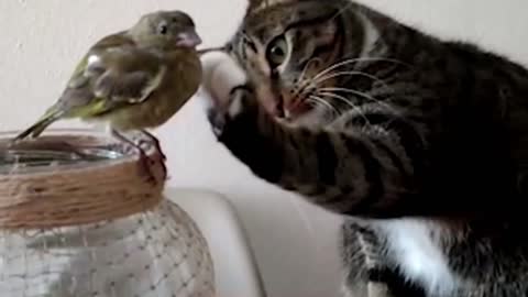 Cats that love birds a cute video