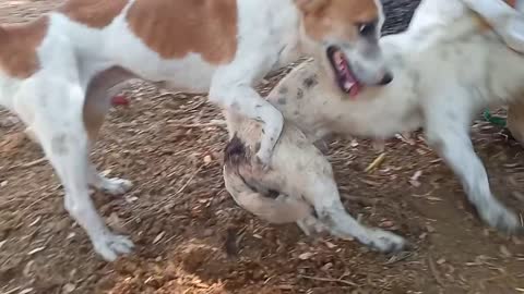 RuralDogs Appelzeller Sennenhund vs Labrador Retriever female dog meeting