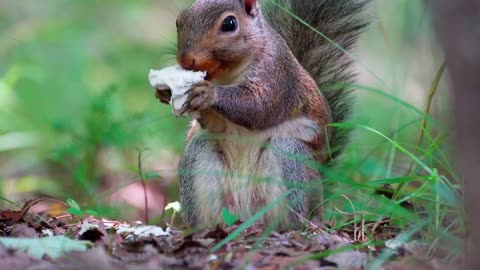 SQUIRREL SOUNDS SQUIRREL EAT NUTS & MAKE LOVELY SOUNDS