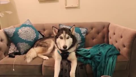 Husky Reacts to Wolves