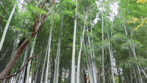 Gunsan-si, Jeolla-do a bamboo grove A bamboo forest in a temple.