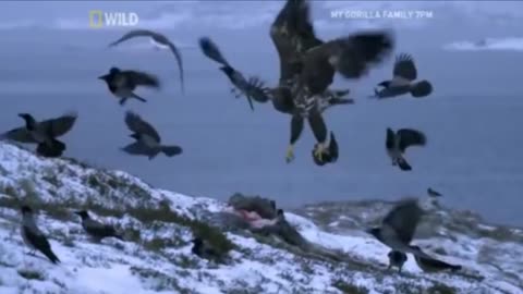 Eagle, Eagles, and Bigger Eagles! Must See