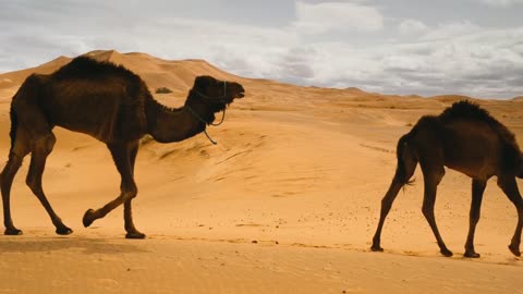 Camels walking around the desert 🏜️ on sunshine.