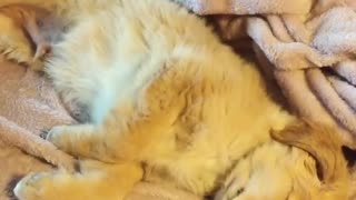 Adorable dogy sleep like angel after good bath