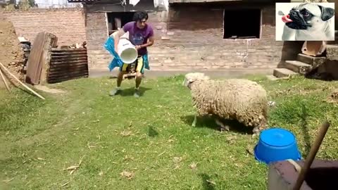 HAVE YOU SEEN THIS SHEEP ATTACKS PEOPLE