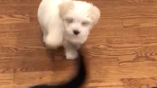 Small white puppy tries to bite the tail of large black dog