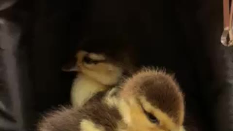 Baby Sit Ducklings