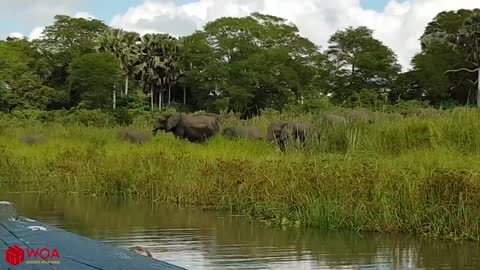 animals Amazing Elephant Save Baby Elephant From Crocodile Hunting | Animals Hunting Fail