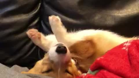 Sleepy corgi puppy wakes up for hooman