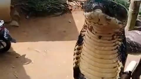 king cobra bathing and sunbathing