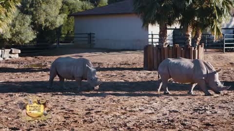 White Rhinos - Endangered Species Breeding