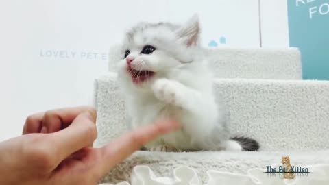 Cute kitten video #1