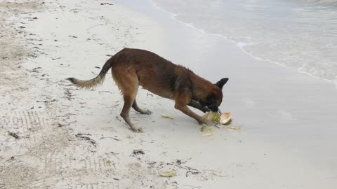 Dog peeling a coconut on a beach to eat