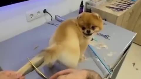 dog tail hair cutting NEW STYLE