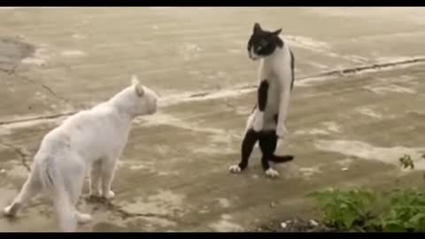 cat fight viral video