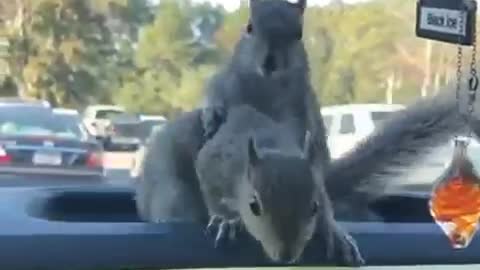 Squirrels playing in car