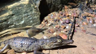 Cute Baby Crocodile