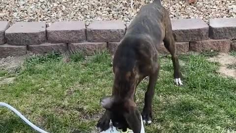 Dog drinking water in the garden! [Very Cute!]