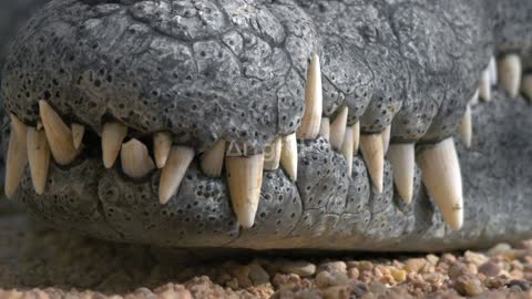 alligator snout and teeth