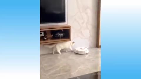 Funny Cat video of the week