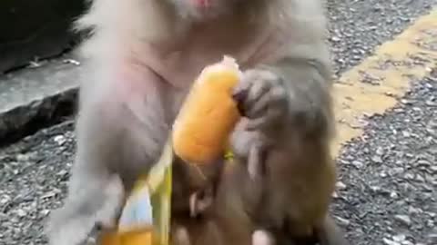 Adorable Baby Monkey You Should Skip Watching