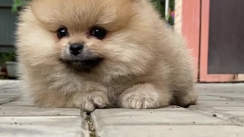Cute_puppy awesome