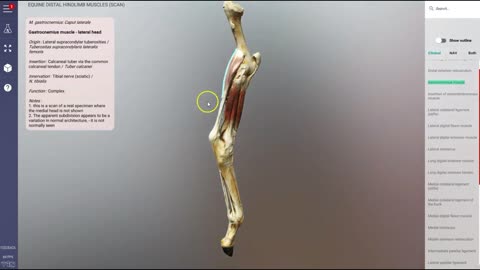 Equine hindlimb muscles (scan) - 3D Veterinary Anatomy & Learning IVALA