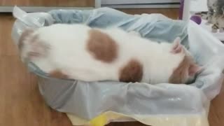 Cat rolls around litterbox