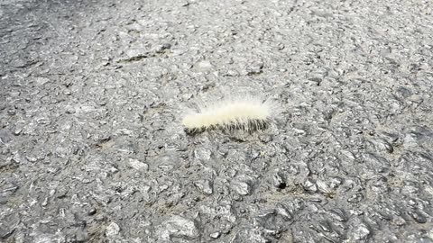 Why Did The Catterpillar Cross the Road