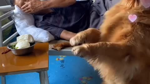 Dog help to grandpa
