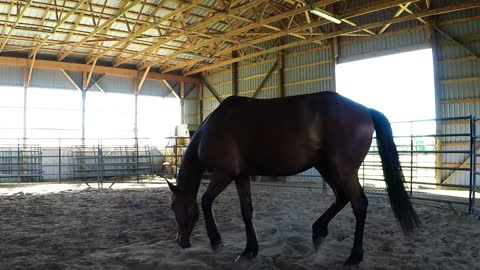 Caballo de carreras convertido en caballo de terapia gira de alegría en su nuevo hogar
