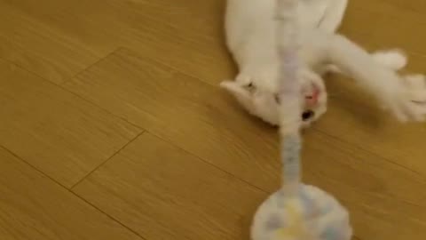 My two-month old kitten playing a ball