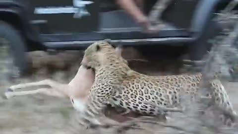 A leopard eating a deer