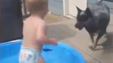 Cute Dog Playing With A Small Baby