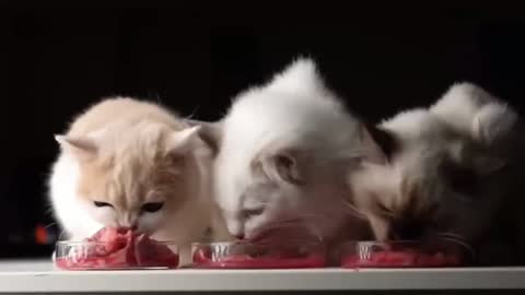 Kittens fight when their owners eat meat